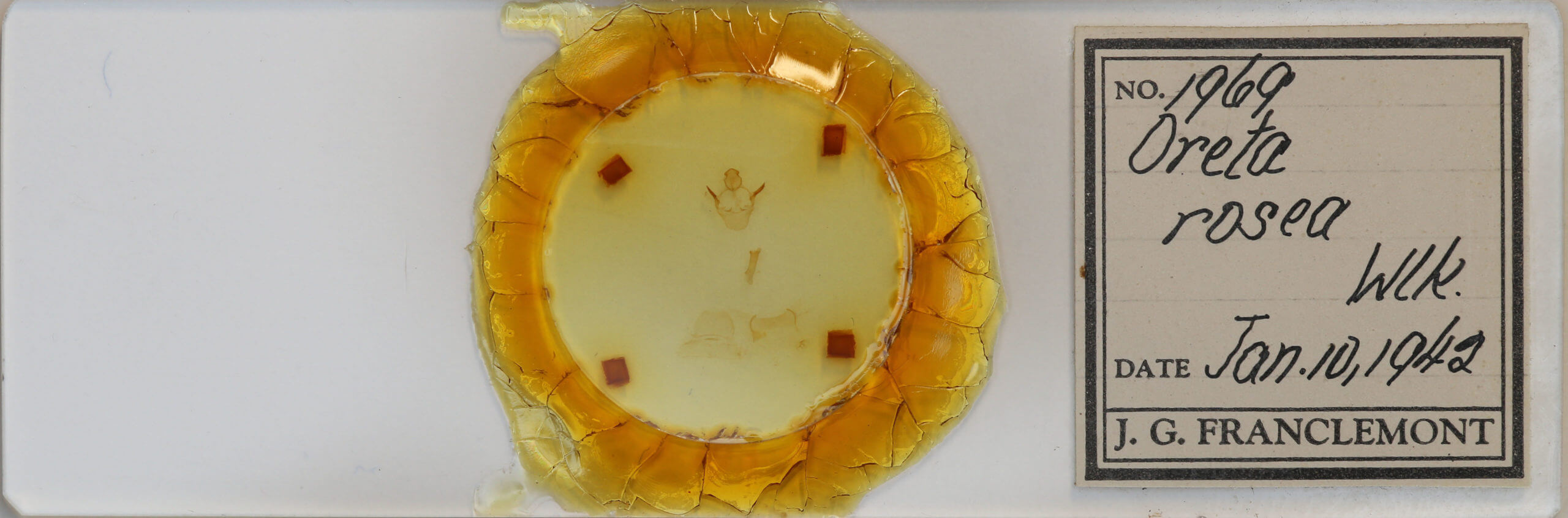 slide view of adult Oreta  rosea