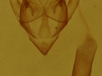 genitalia view of adult Orthofidonia tinctaria