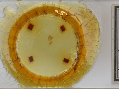 slide view of adult Orthofidonia tinctaria