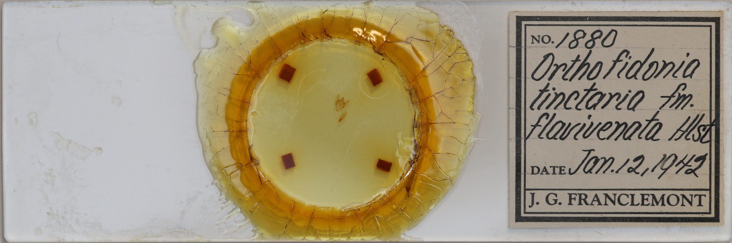 slide view of adult Orthofidonia tinctaria