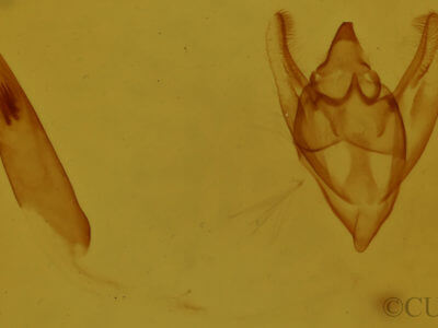 genitalia view of adult Orthofidonia tinctaria