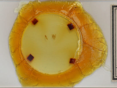 slide view of adult Orthofidonia tinctaria