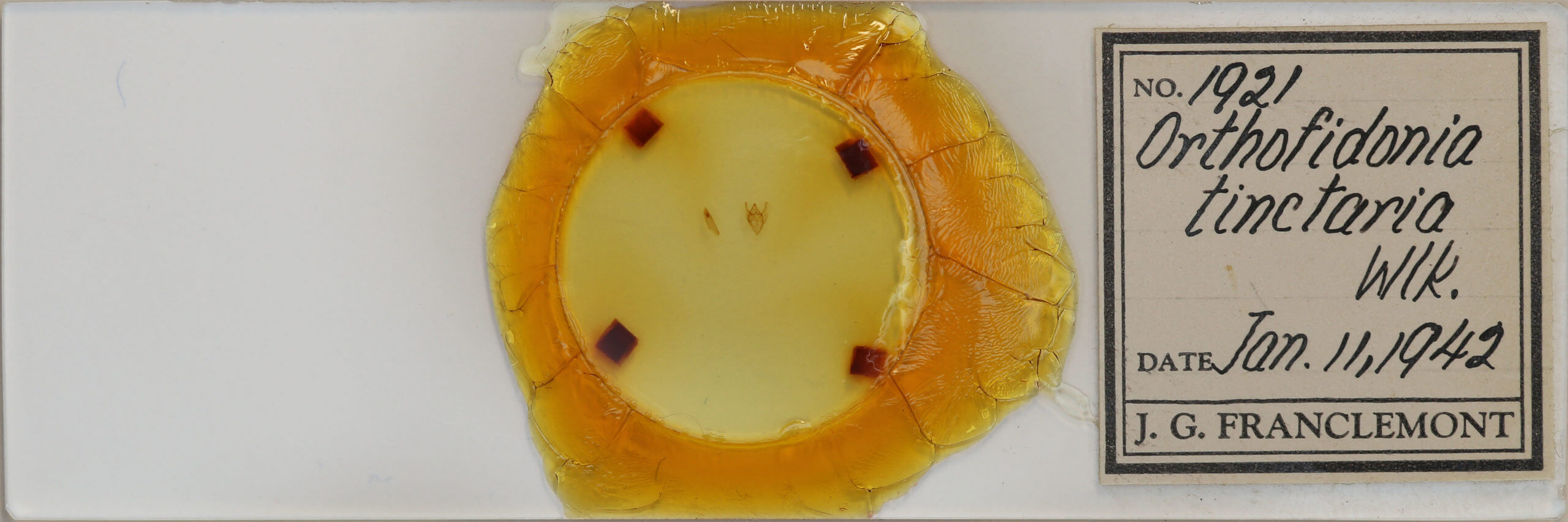 slide view of adult Orthofidonia tinctaria