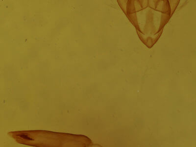 genitalia view of adult Orthofidonia tinctaria