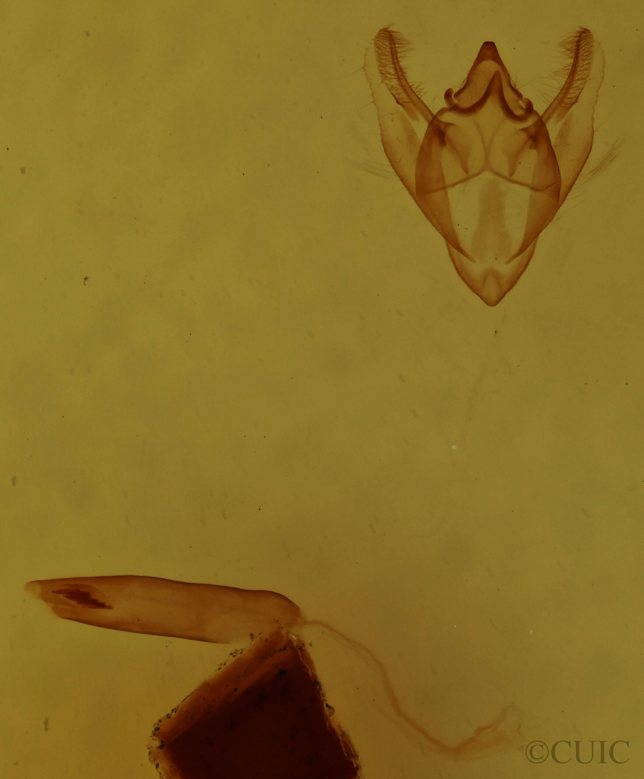 genitalia view of adult Orthofidonia tinctaria