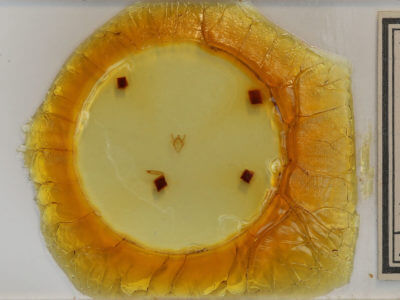 slide view of adult Orthofidonia tinctaria