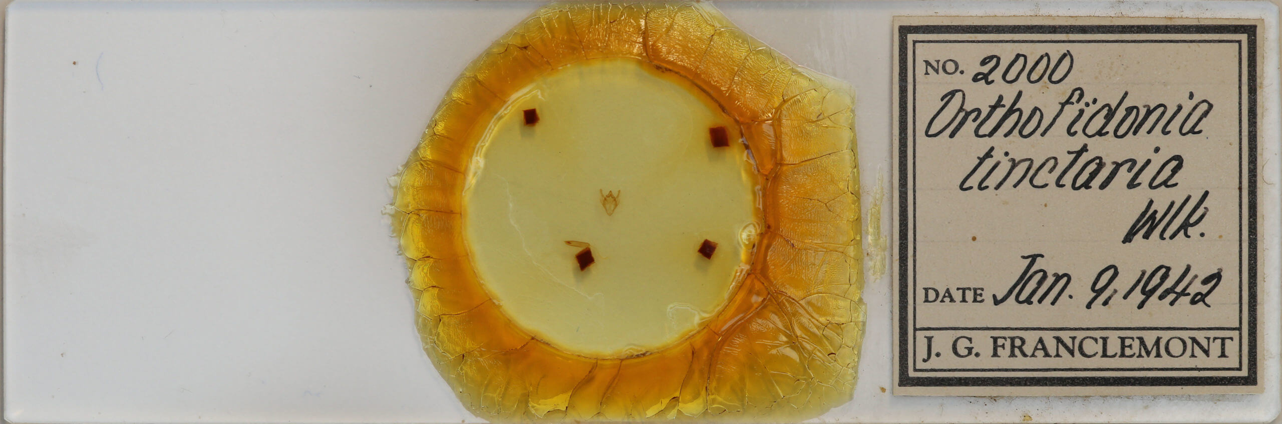 slide view of adult Orthofidonia tinctaria