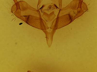 genitalia view of adult Panthea coenobita