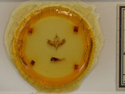 slide view of adult Panthea coenobita