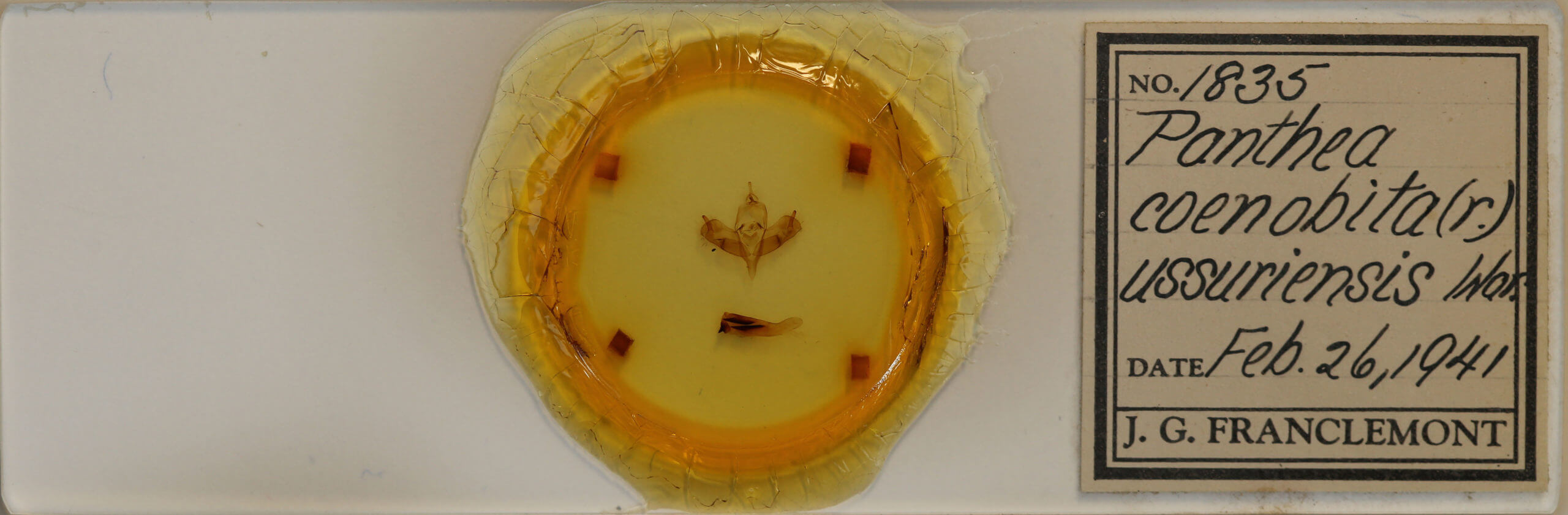 slide view of adult Panthea coenobita