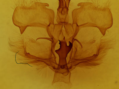 genitalia view of adult Pentobesa