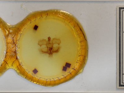 slide view of adult Pentobesa