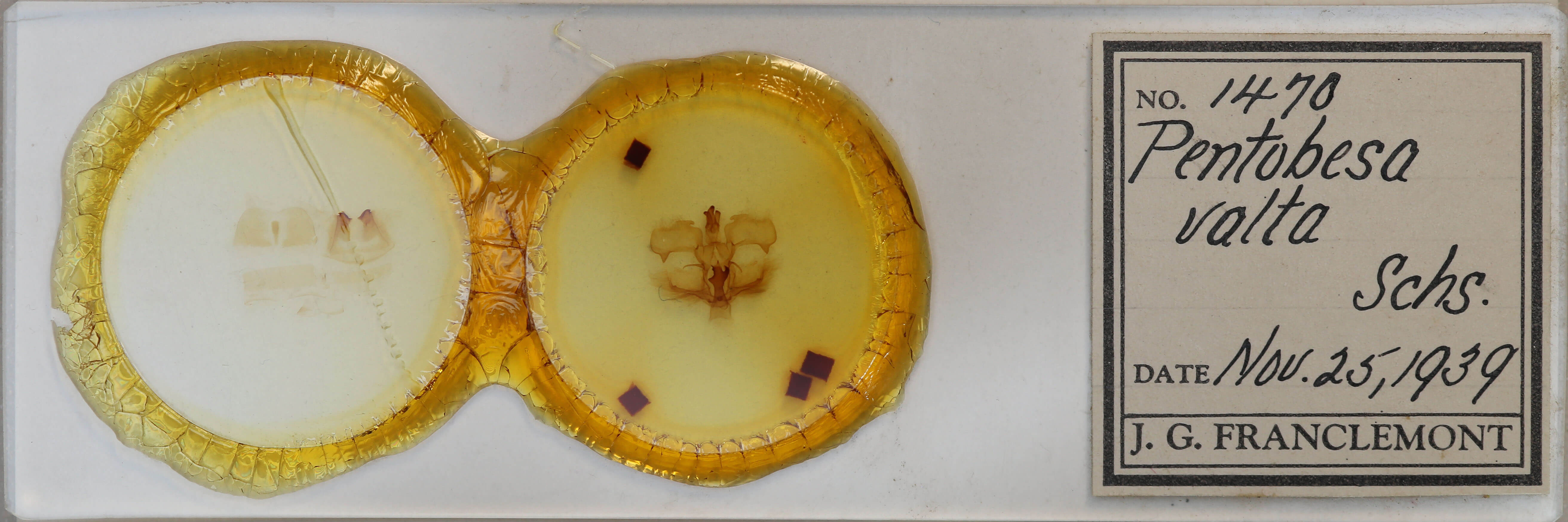 slide view of adult Pentobesa