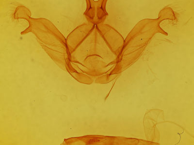 genitalia view of adult Peridea basitriens