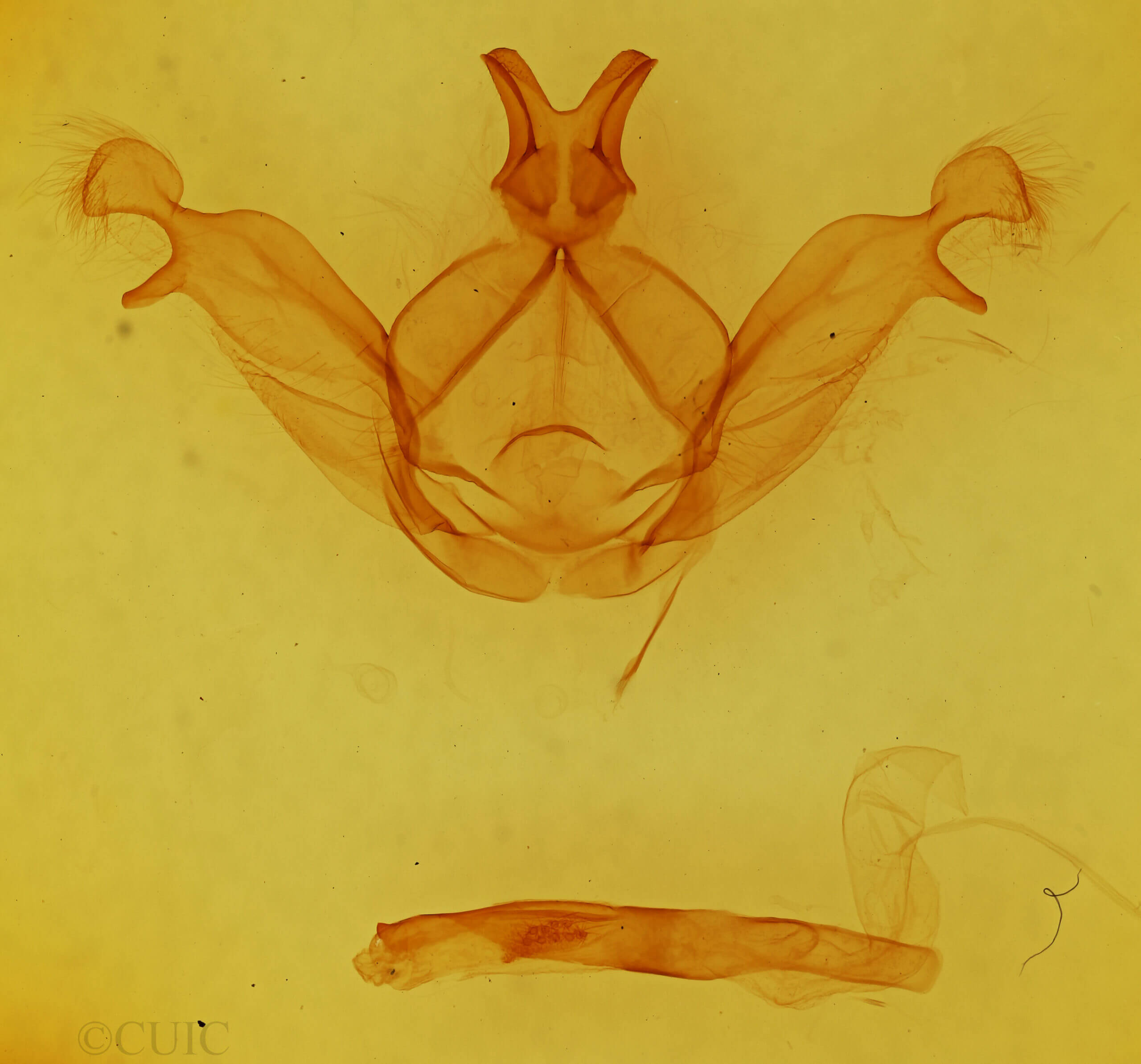 genitalia view of adult Peridea basitriens