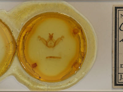 slide view of adult Peridea basitriens