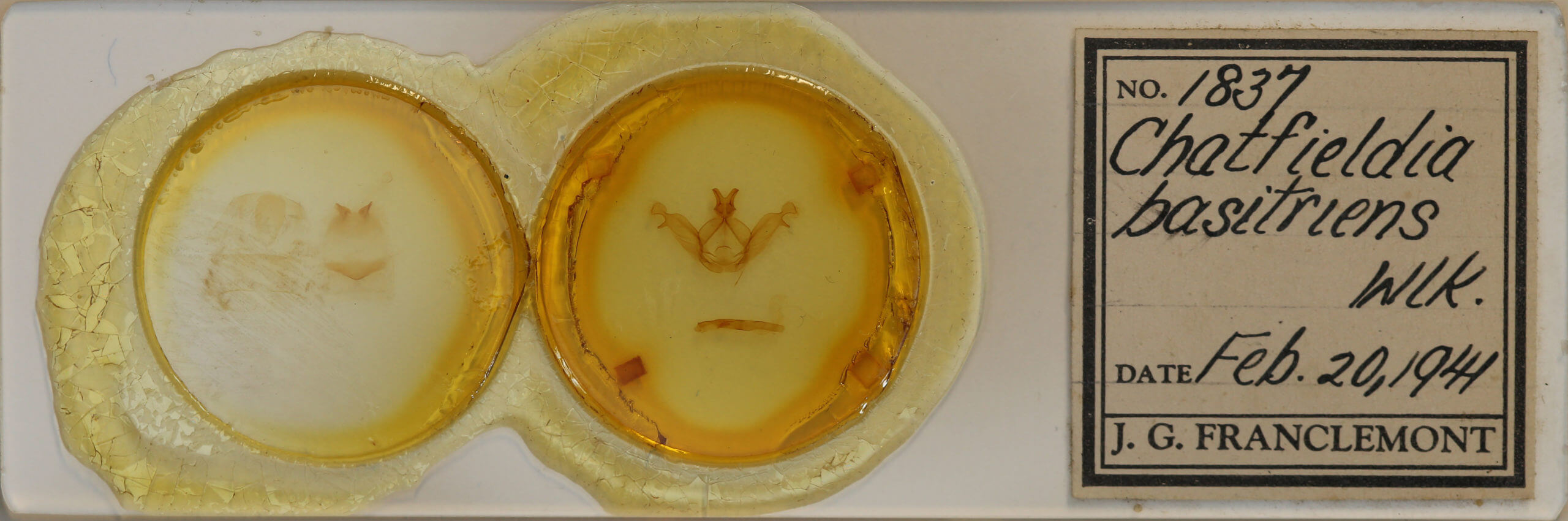 slide view of adult Peridea basitriens