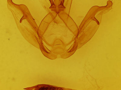 genitalia view of adult Peridea gigantea
