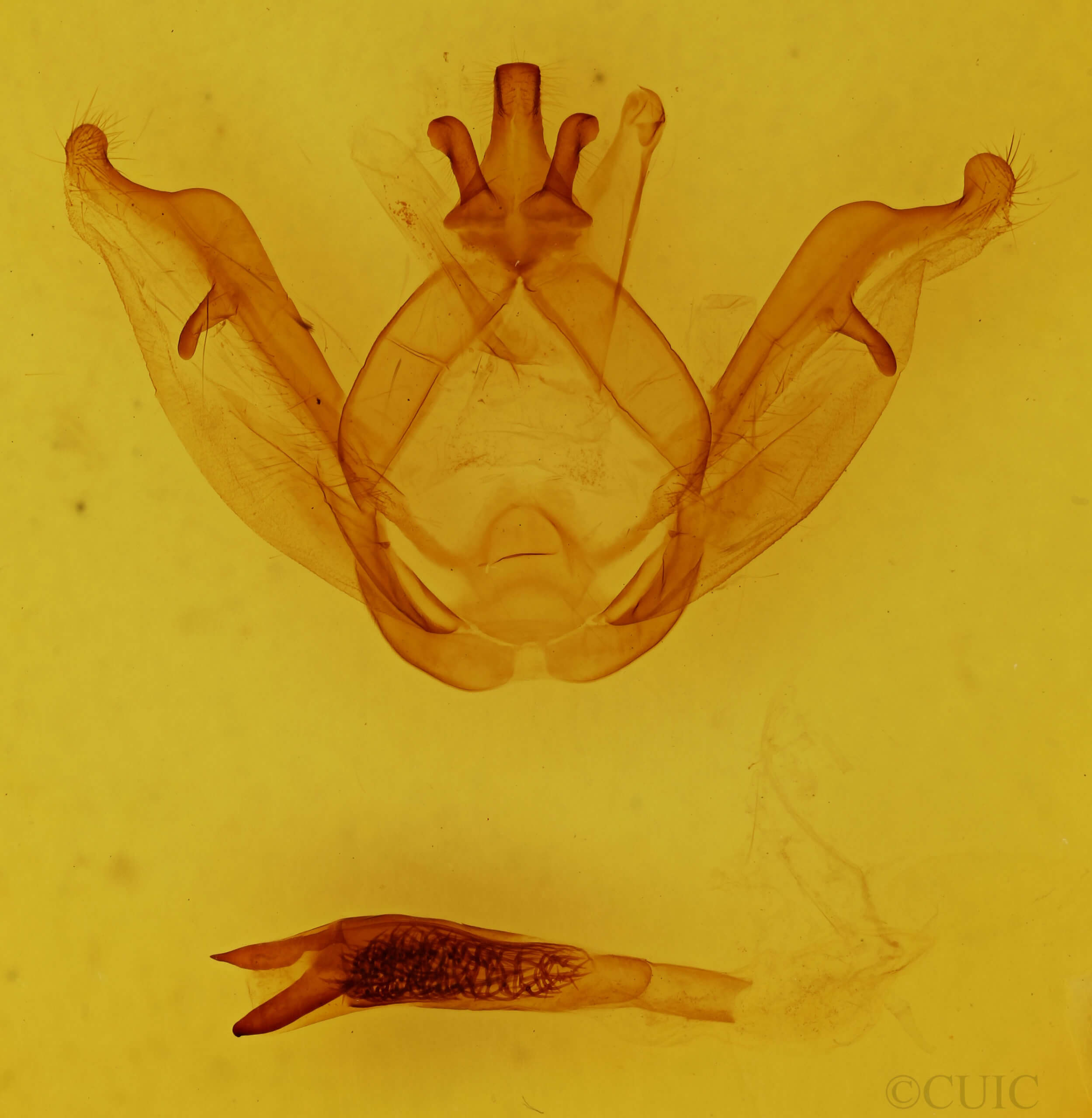 genitalia view of adult Peridea gigantea