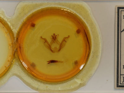 slide view of adult Peridea gigantea