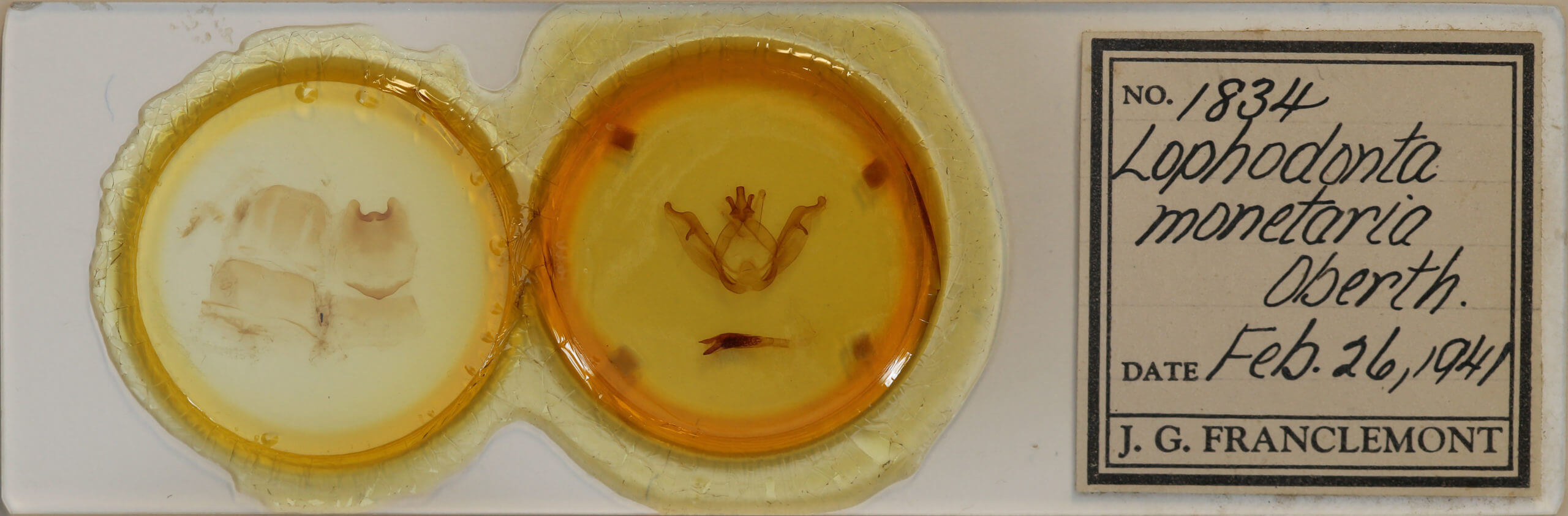 slide view of adult Peridea gigantea