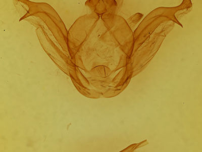 genitalia view of adult Peridea jankowskii