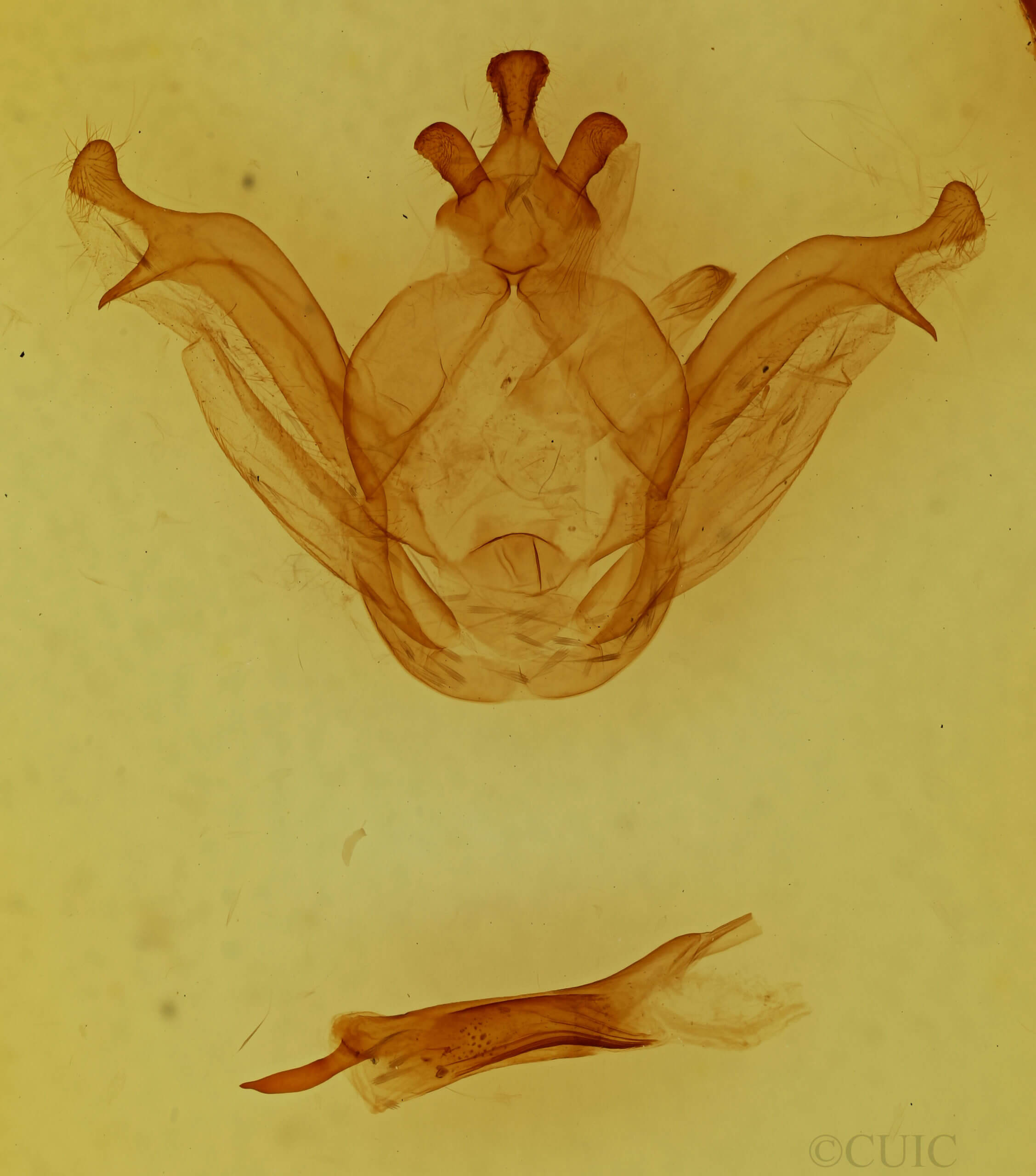 genitalia view of adult Peridea jankowskii
