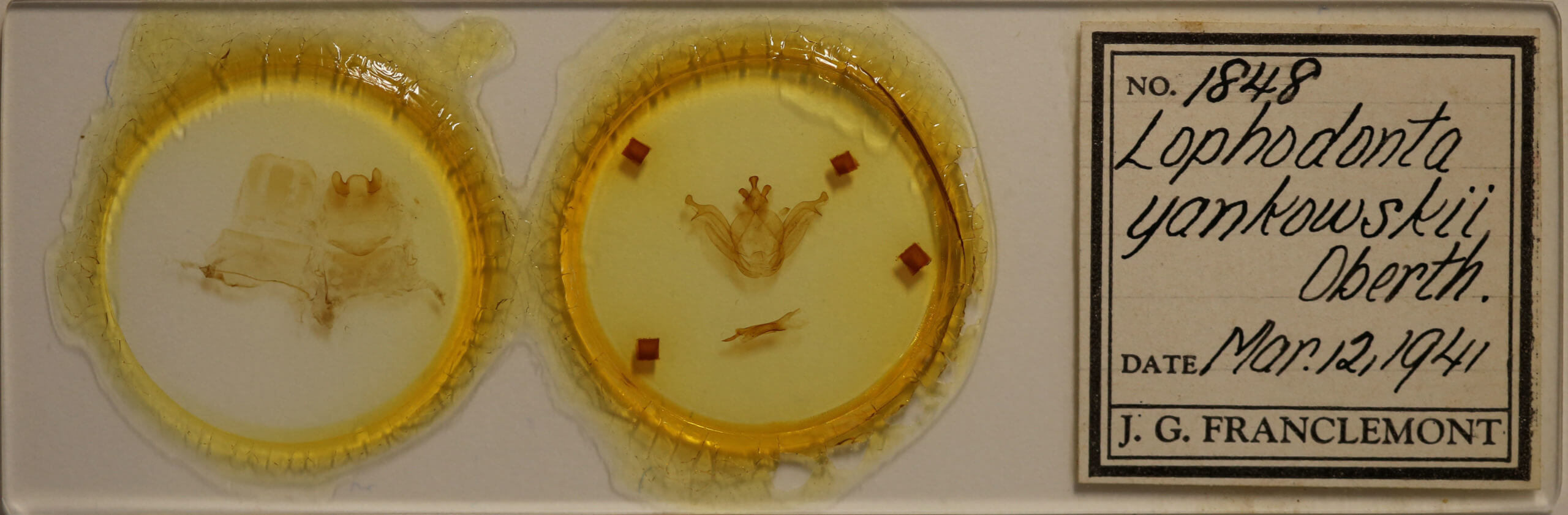 slide view of adult Peridea jankowskii