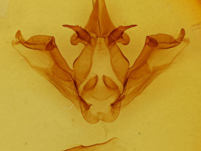 genitalia view of adult Phalera flavescens