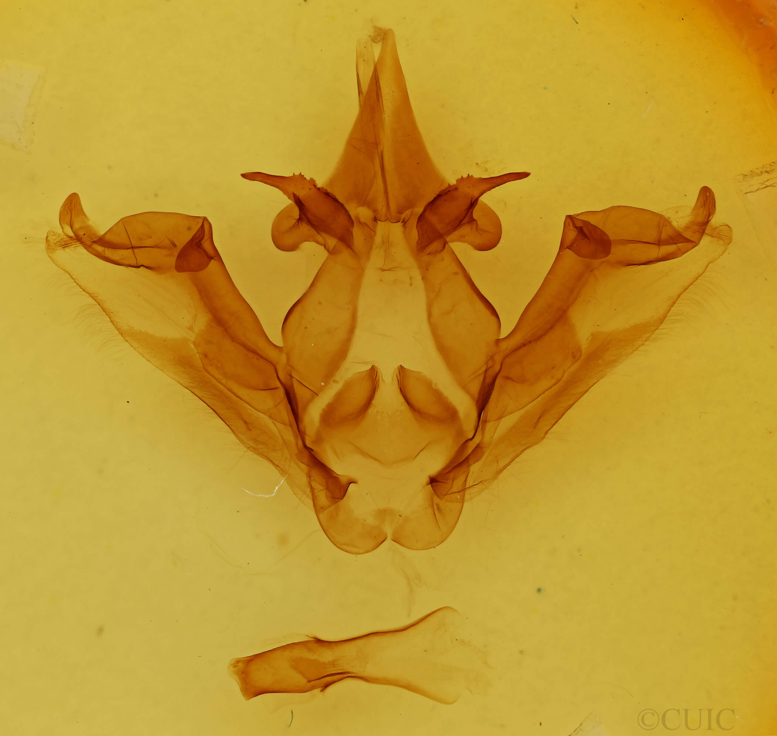 genitalia view of adult Phalera flavescens