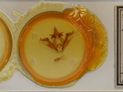 slide view of adult Phalera flavescens