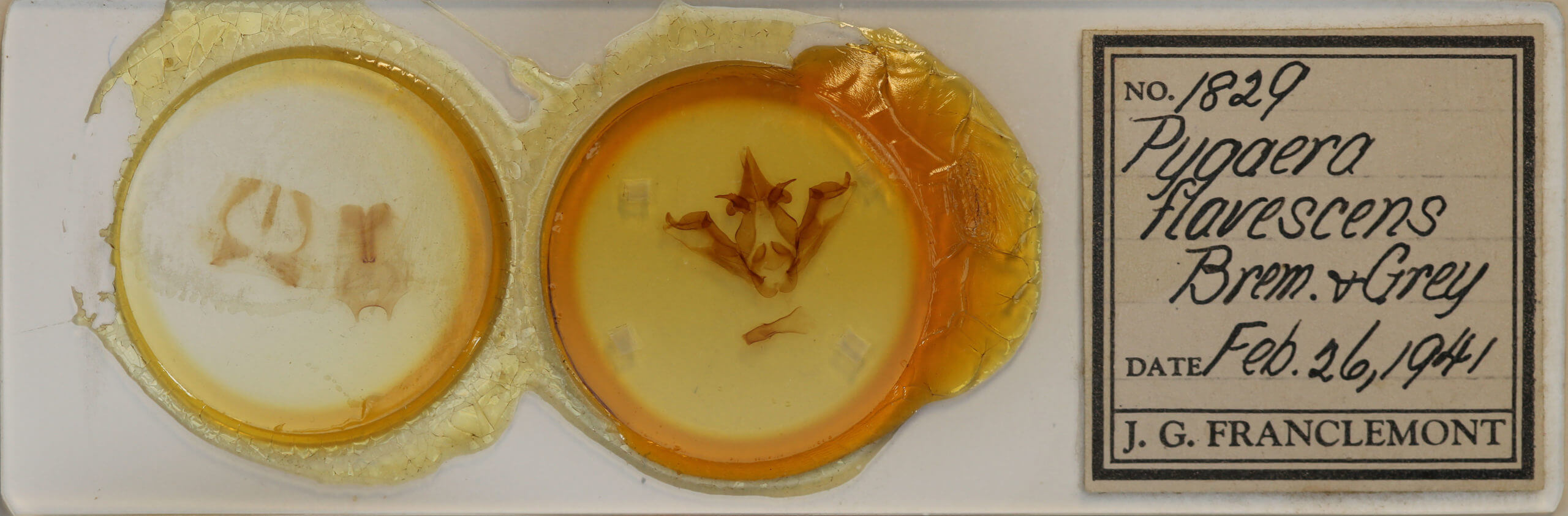 slide view of adult Phalera flavescens