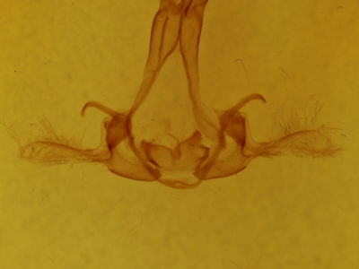 genitalia view of adult Phobetron pithecum
