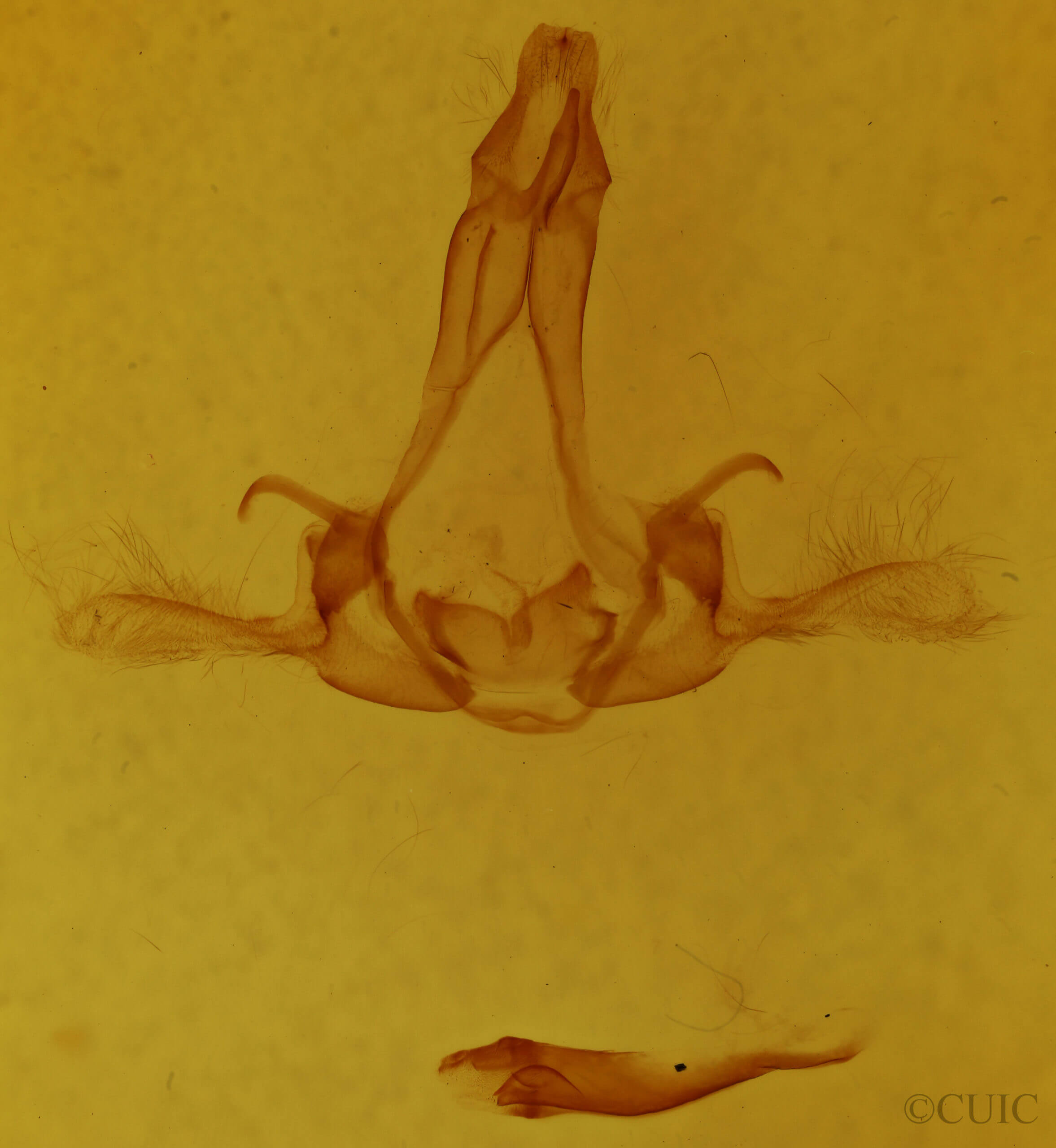 genitalia view of adult Phobetron pithecum