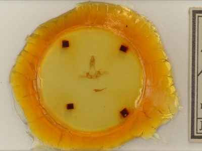 slide view of adult Phobetron pithecum