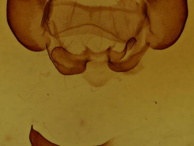 genitalia view of adult Phyllodesma americana