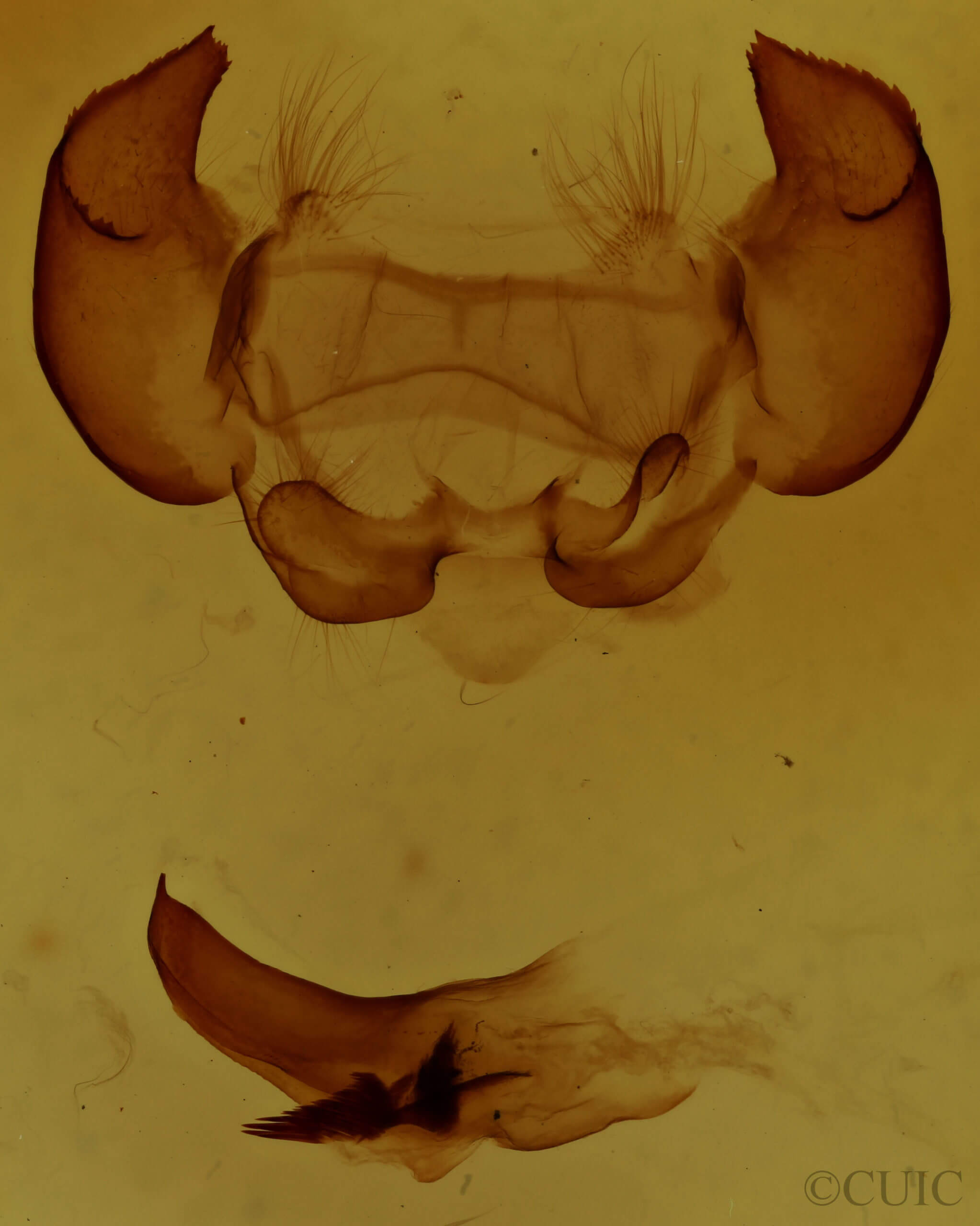 genitalia view of adult Phyllodesma americana