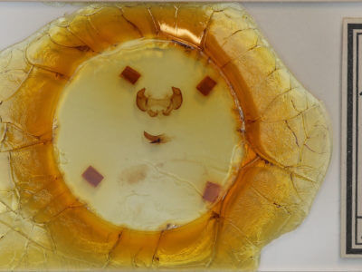 slide view of adult Phyllodesma americana