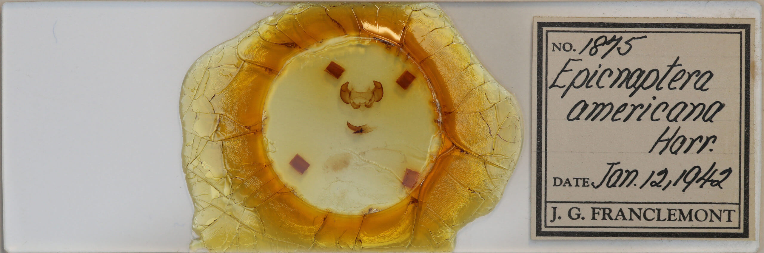 slide view of adult Phyllodesma americana