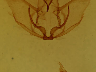 genitalia view of adult Plagodis phlogosaria keutzingaria