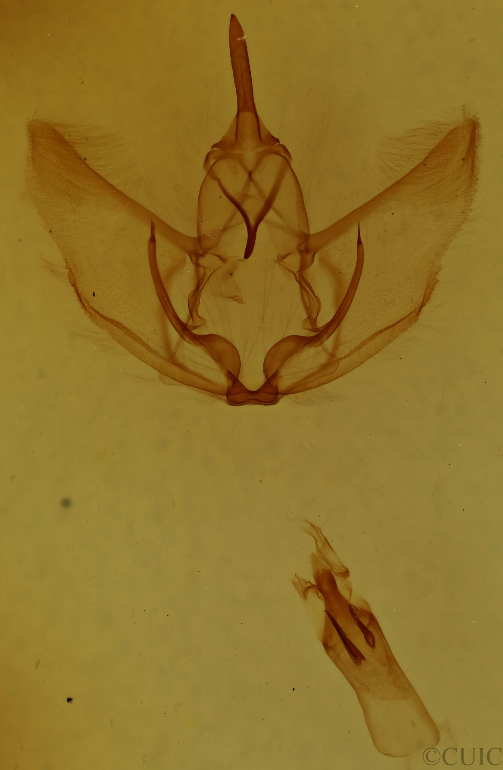 genitalia view of adult Plagodis phlogosaria keutzingaria