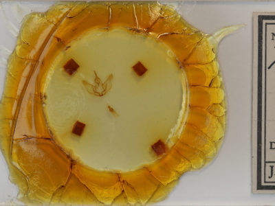 slide view of adult Plagodis phlogosaria keutzingaria