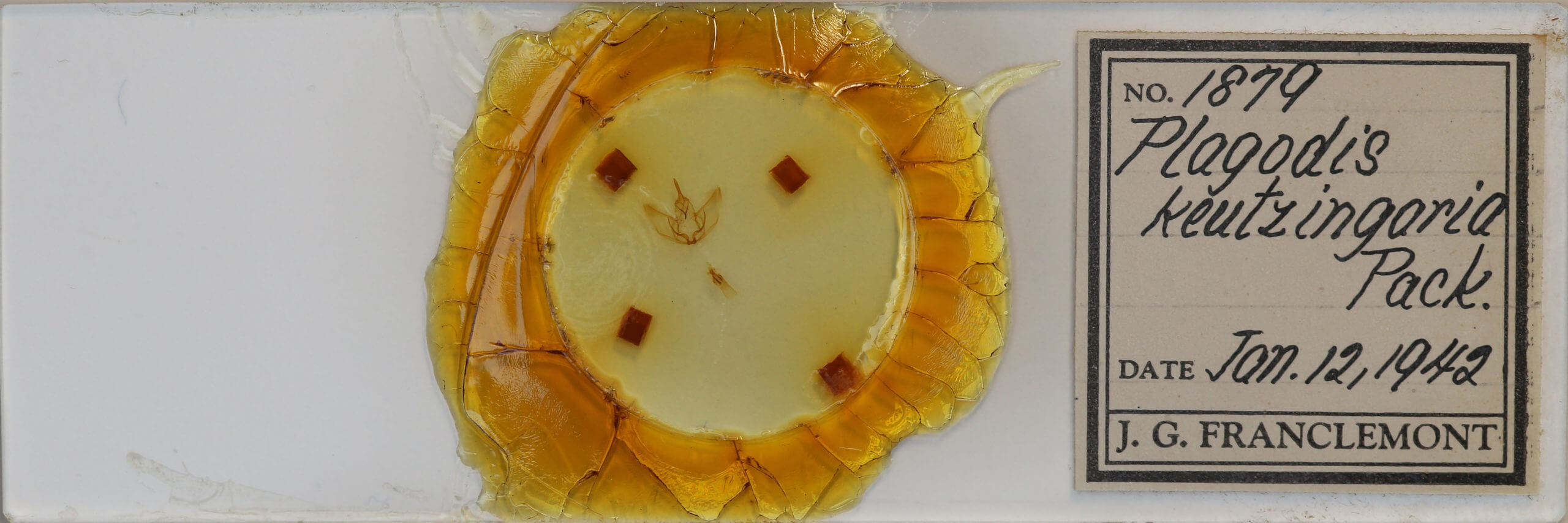 slide view of adult Plagodis phlogosaria keutzingaria