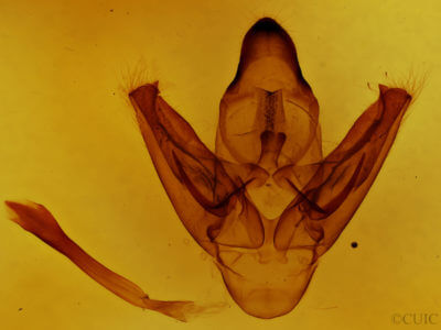 genitalia view of adult Prionoxystus robiniae