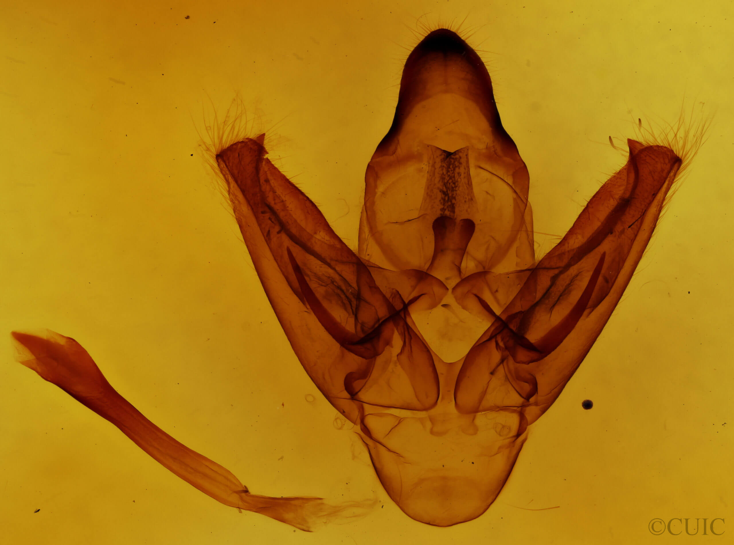 genitalia view of adult Prionoxystus robiniae