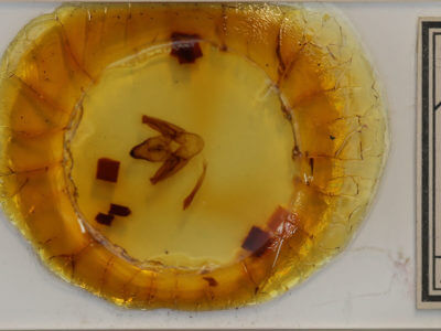 slide view of adult Prionoxystus robiniae