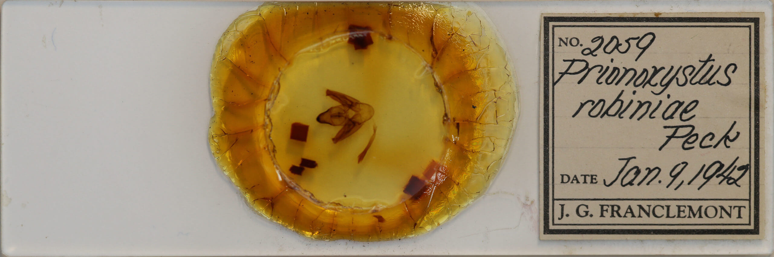 slide view of adult Prionoxystus robiniae