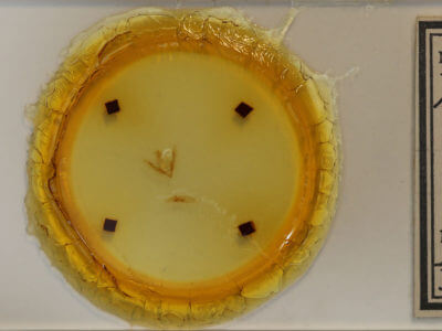 slide view of adult Pseudanarta crocea