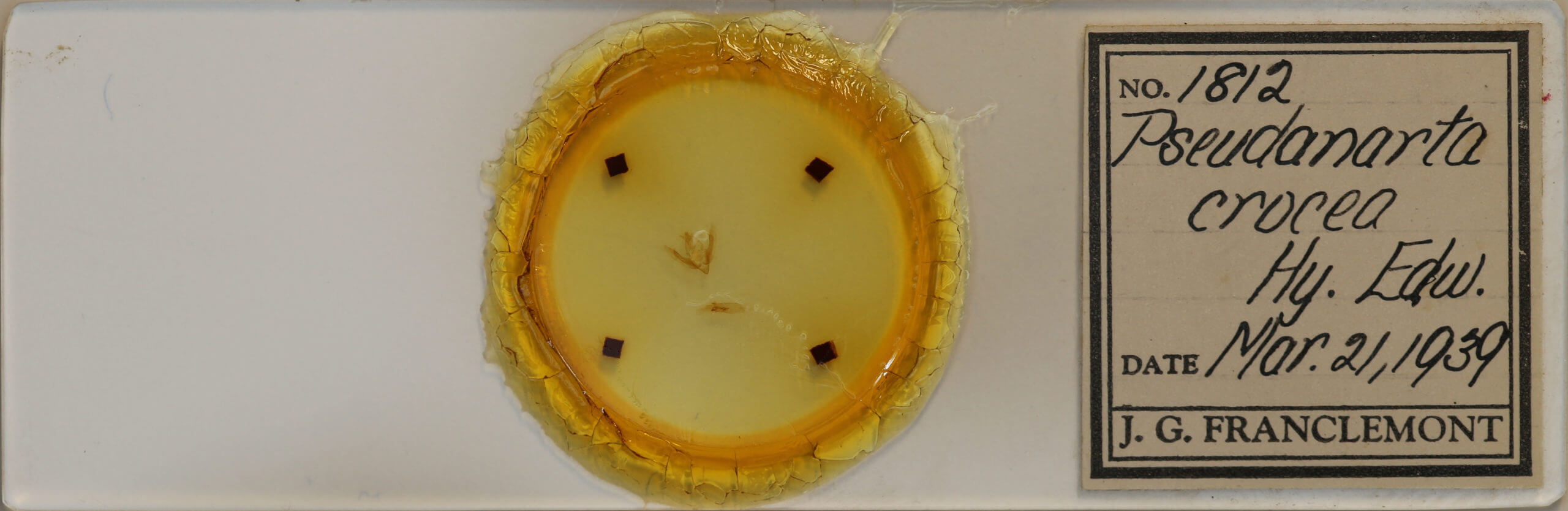 slide view of adult Pseudanarta crocea