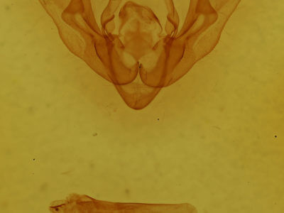 genitalia view of adult Pseudanarta vexata